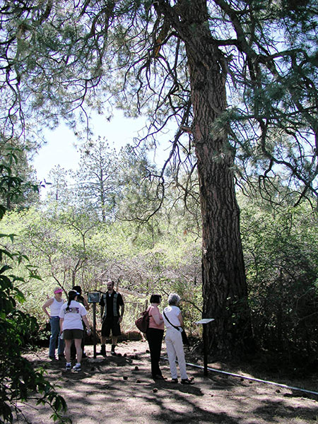 The D.H. Lawrence Tree