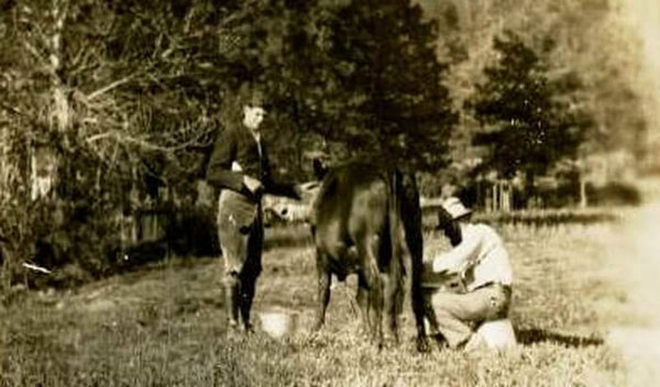 Milking the cow