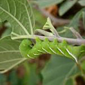 Caterpillar on Moonflower