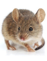 house mouse