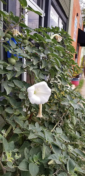 Jimson Weed